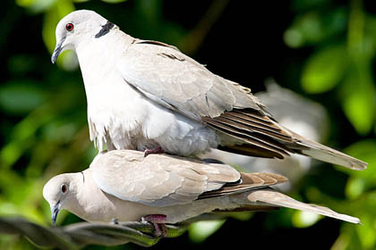 Eurasian Collared-Dove Photo @ Kiwifoto.com