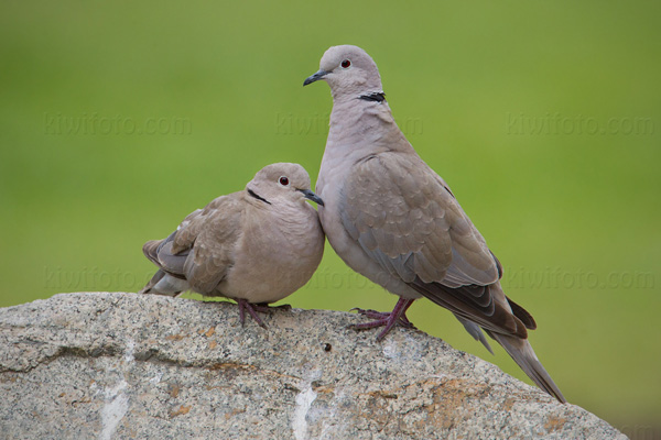 Eurasian Collared-Dove Photo @ Kiwifoto.com