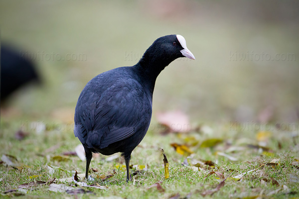 Eurasian Coot Image @ Kiwifoto.com