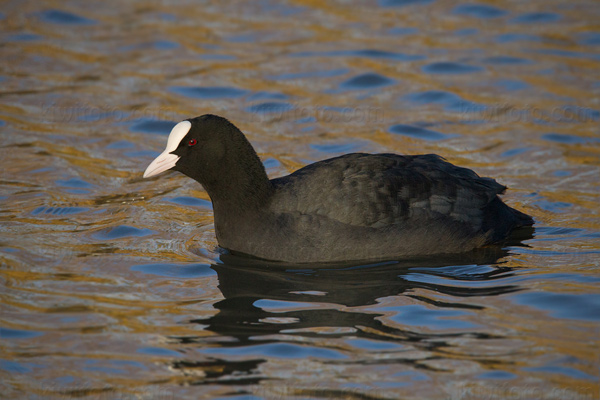 Eurasian Coot Image @ Kiwifoto.com