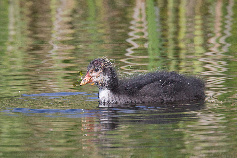 Eurasian Coot Photo @ Kiwifoto.com