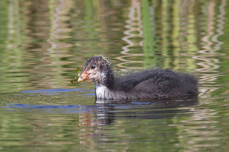 Eurasian Coot Image @ Kiwifoto.com