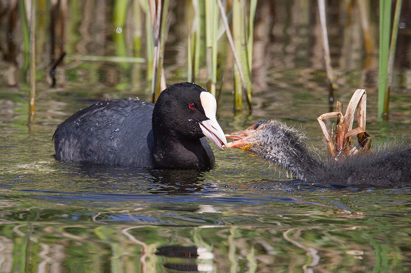 Eurasian Coot Image @ Kiwifoto.com