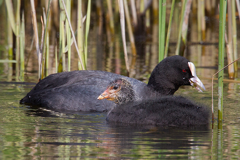 Eurasian Coot @ Oostvaardersplassen, Flevoland, Netherlands Eurasian Coot @ Oostvaardersplassen, Flevoland, Netherlands
