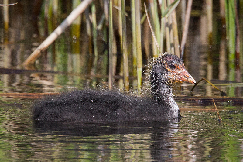 Eurasian Coot Image @ Kiwifoto.com