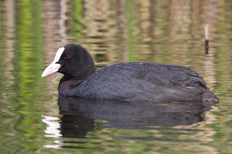 Eurasian Coot Picture @ Kiwifoto.com