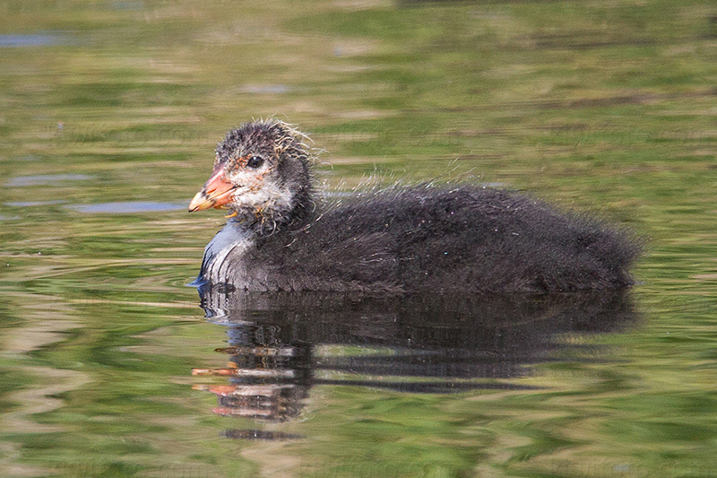 Eurasian Coot Picture @ Kiwifoto.com