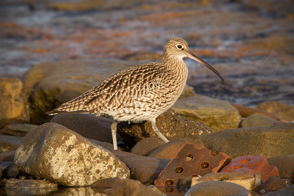 Eurasian Curlew Image @ Kiwifoto.com