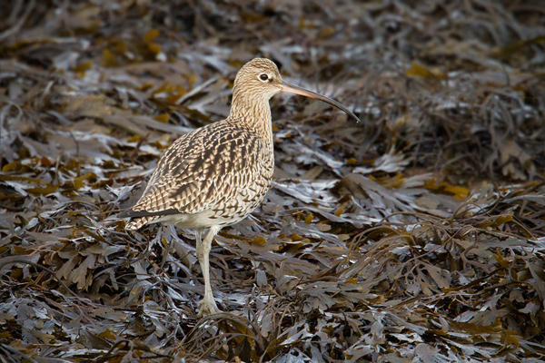 Eurasian Curlew Image @ Kiwifoto.com