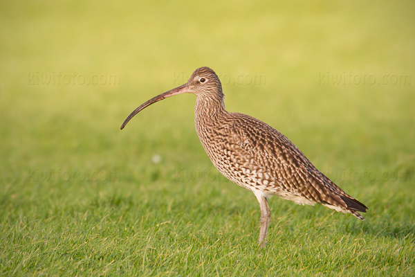 Eurasian Curlew Photo @ Kiwifoto.com