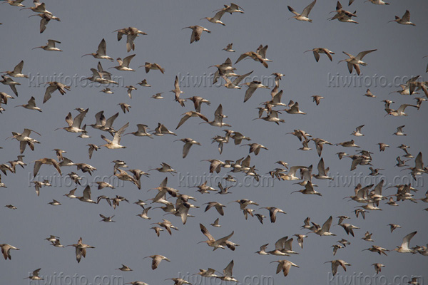 Eurasian Curlew Picture @ Kiwifoto.com