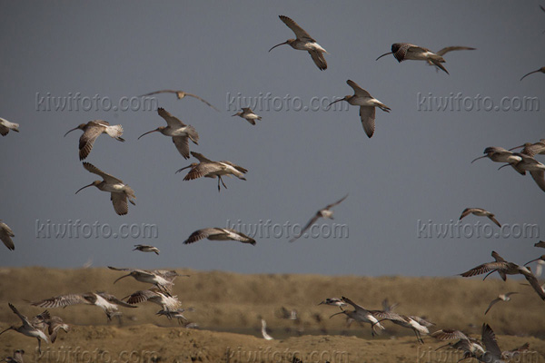 Eurasian Curlew Image @ Kiwifoto.com