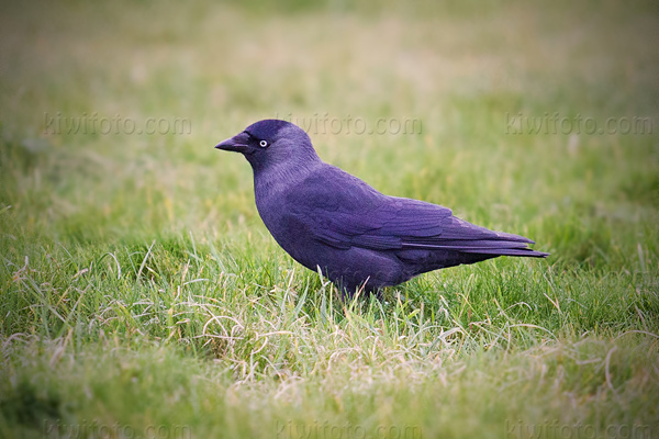 Eurasian Jackdaw Image @ Kiwifoto.com