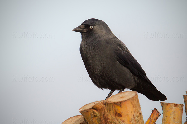 Eurasian Jackdaw Image @ Kiwifoto.com