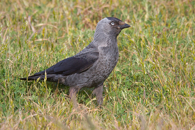 Eurasian Jackdaw @ Falsterbonäset--Kolabacken, Skåne län, Sweden Eurasian Jackdaw @ Falsterbonäset--Kolabacken, Skåne län, Sweden