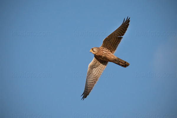 Eurasian Kestrel