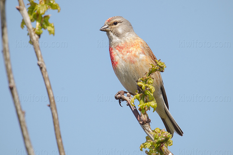 Eurasian Linnet Image @ Kiwifoto.com