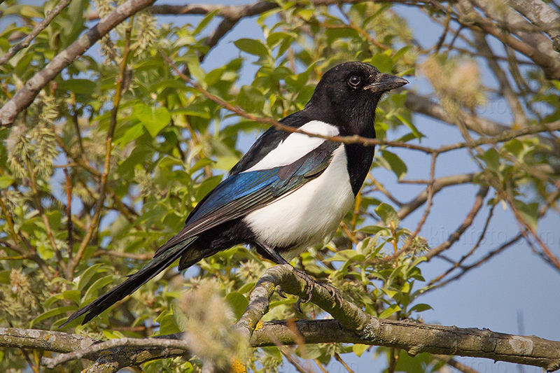 Eurasian Magpie Image @ Kiwifoto.com