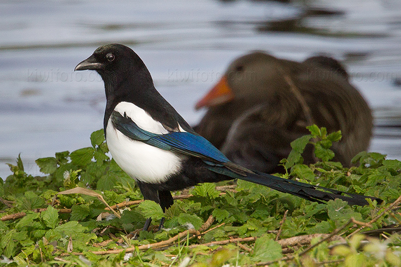 Eurasian Magpie Picture @ Kiwifoto.com