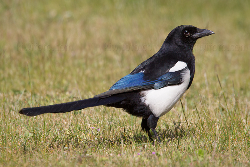 Eurasian Magpie Photo @ Kiwifoto.com