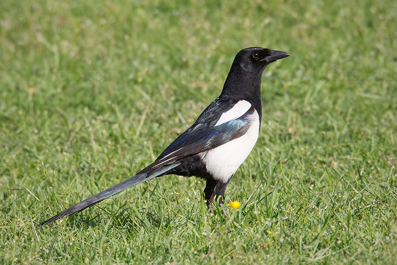 Eurasian Magpie Picture @ Kiwifoto.com