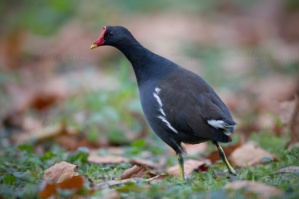 Eurasian Moorhen Image @ Kiwifoto.com
