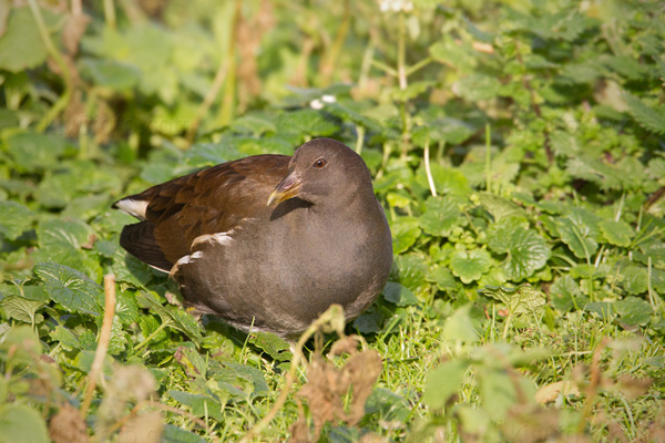 Eurasian Moorhen Picture @ Kiwifoto.com