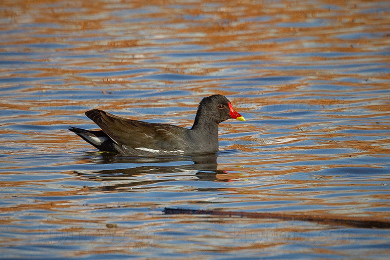 Eurasian Moorhen @ Ueno Park, Taito City, Tokyo, Japan Eurasian Moorhen @ Ueno Park, Taito City, Tokyo, Japan