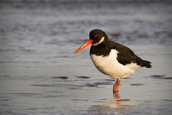 Eurasian Oystercatcher Image @ Kiwifoto.com