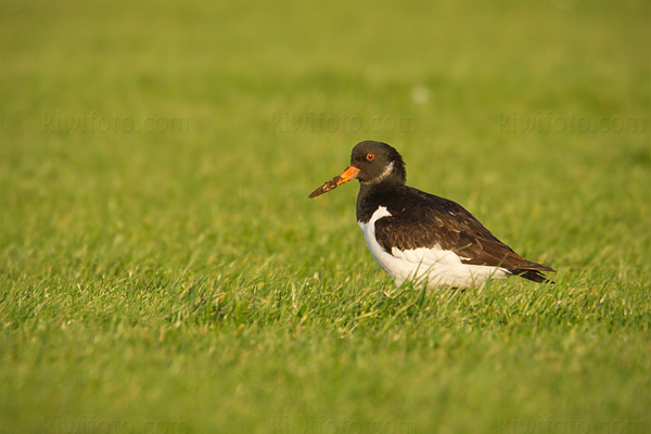 Eurasian Oystercatcher Picture @ Kiwifoto.com