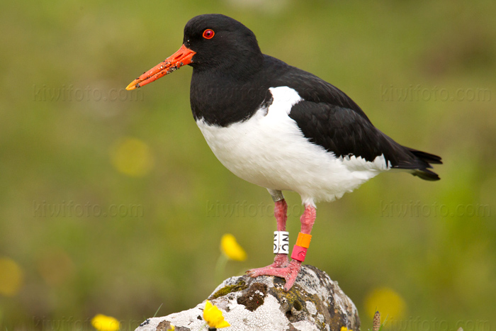 Eurasian Oystercatcher Image @ Kiwifoto.com