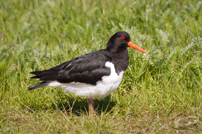 Eurasian Oystercatcher Photo @ Kiwifoto.com