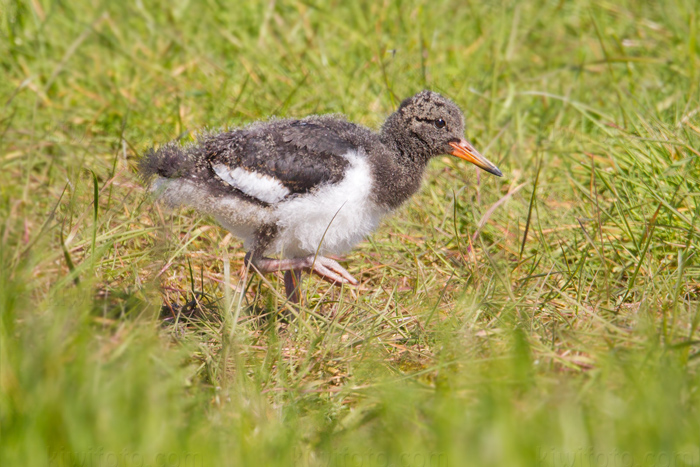 Eurasian Oystercatcher Photo @ Kiwifoto.com