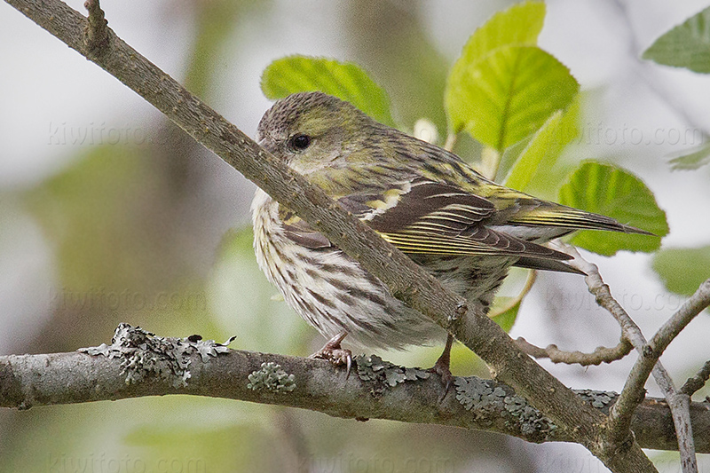 Eurasian Siskin Photo @ Kiwifoto.com