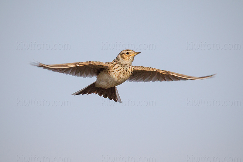 Eurasian Skylark Photo @ Kiwifoto.com