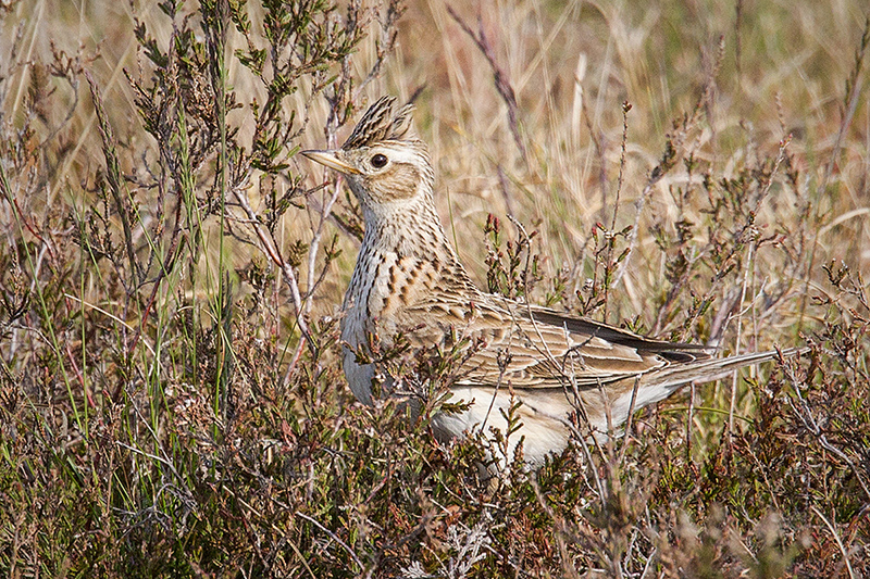 Eurasian Skylark Image @ Kiwifoto.com