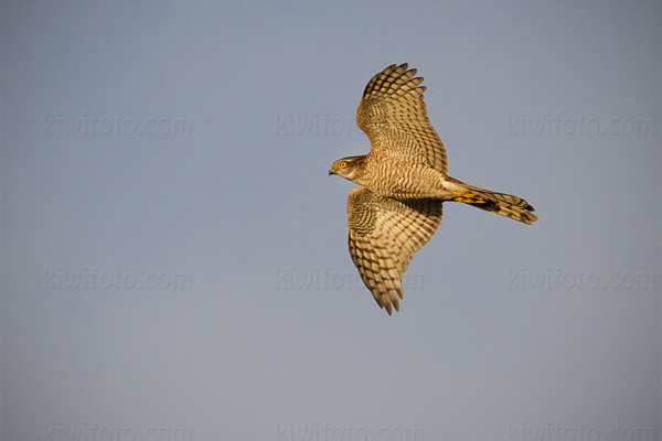 Eurasian Sparrowhawk Photo @ Kiwifoto.com