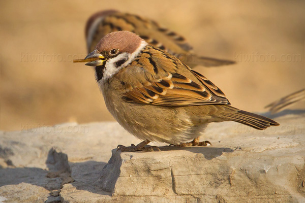 Eurasian Tree Sparrow Photo @ Kiwifoto.com