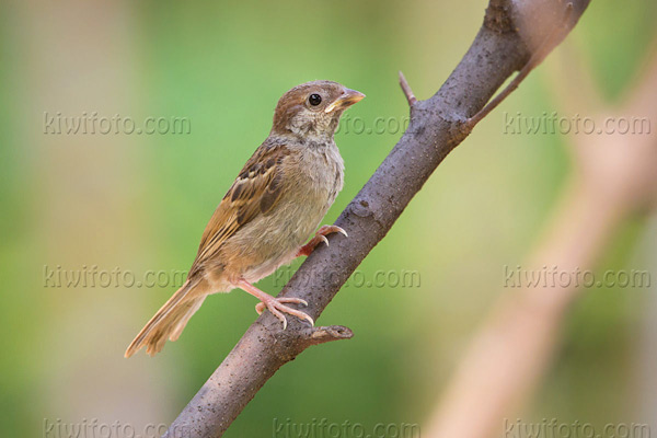 Eurasian Tree Sparrow Photo @ Kiwifoto.com