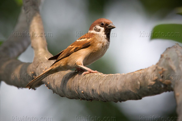 Eurasian Tree Sparrow Image @ Kiwifoto.com