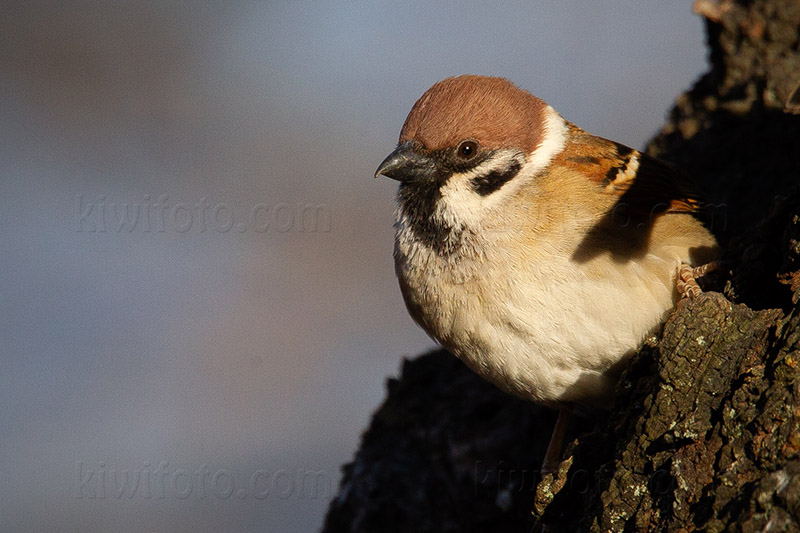 Eurasian Tree Sparrow Photo @ Kiwifoto.com