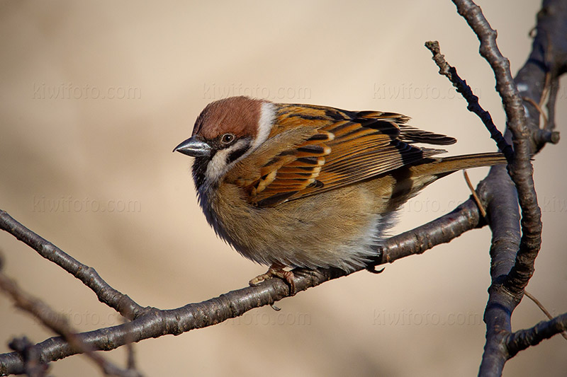 Eurasian Tree Sparrow Picture @ Kiwifoto.com