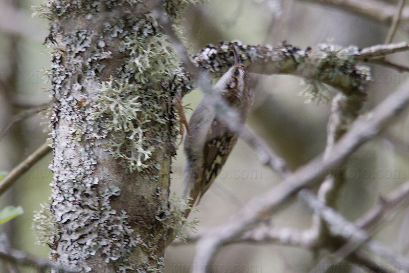 Eurasian Treecreeper Image @ Kiwifoto.com