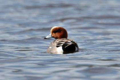 Eurasian Wigeon Image @ Kiwifoto.com