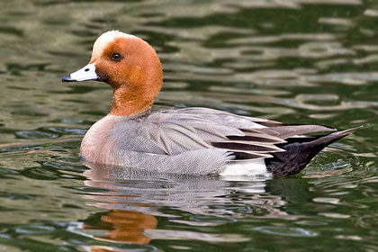 Eurasian Wigeon