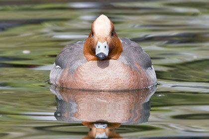 Eurasian Wigeon Image @ Kiwifoto.com