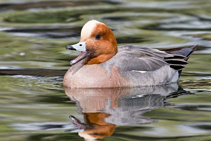 Eurasian Wigeon Photo @ Kiwifoto.com