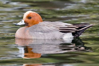Eurasian Wigeon Image @ Kiwifoto.com