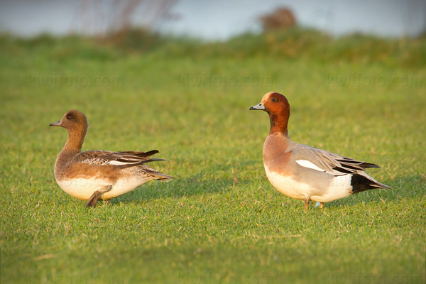 Eurasian Wigeon Image @ Kiwifoto.com