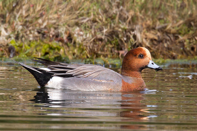 Eurasian Wigeon @ Goleta (UCSB Campus Lagoon), CA Eurasian Wigeon @ Goleta (UCSB Campus Lagoon), CA